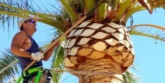 Operario limpiando el tronco de una palmera