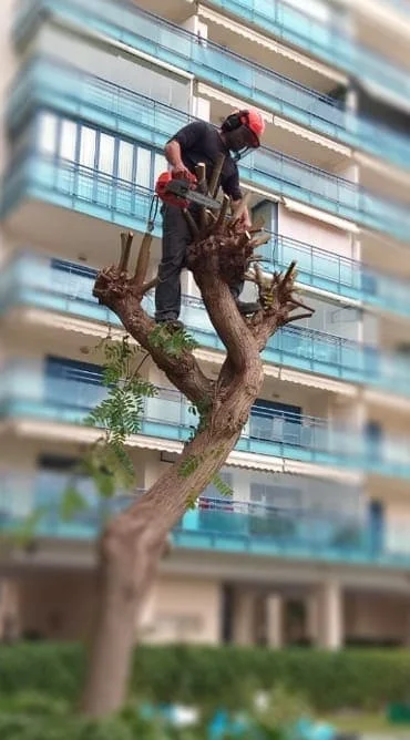 Poda de un árbol en altura con motosierra