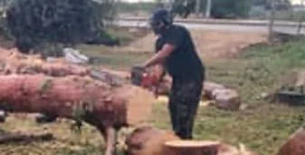 Troceado de un árbol talado