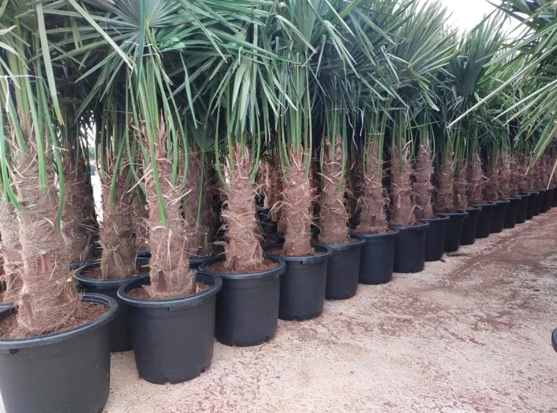 Palmeras en maceta listas para plantar